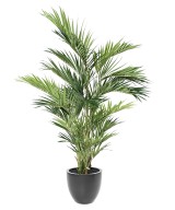 Kunstkentia Royal