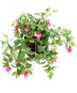 Artificial fuchsia HANGING BUSH *306
