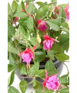 Kunstlik fuksia RIPUVÕSAS *306
