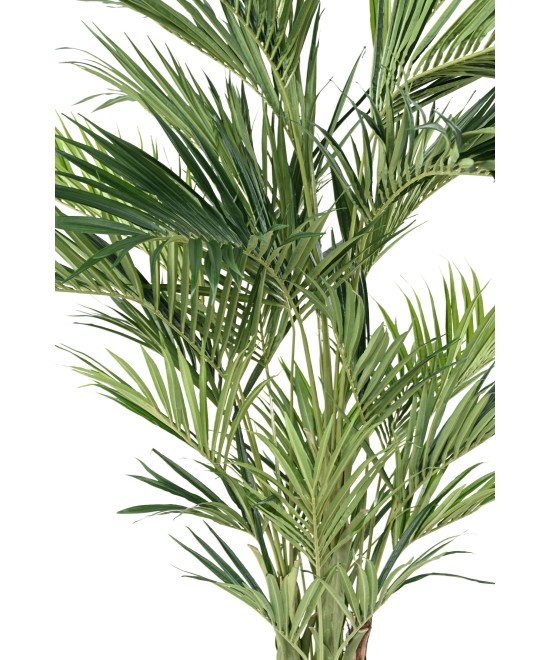 Kunstkentia Royal