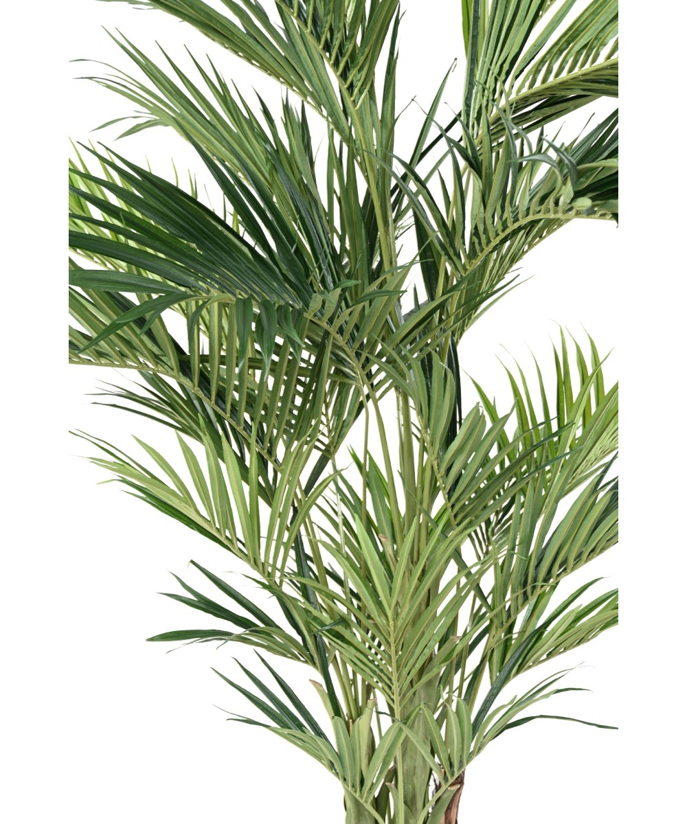 Kunstkentia Royal