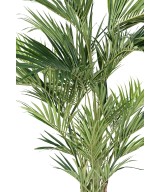 Kunstkentia Royal