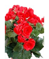 Kunstlik begoonia *90