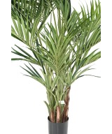 Kunstkentia Royal