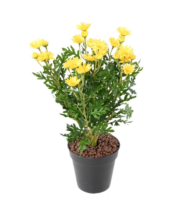 Kunstlik karikakar ANTHEMIS *120*30