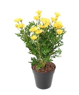 Kunstlik karikakar ANTHEMIS *120*30