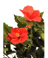 Kunstlik hibiskusepõõsas