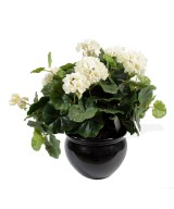 Kunstlik geraanium *115
