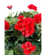 Kunstlik geraanium *115