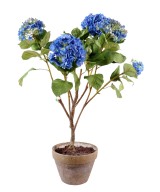 HYDRANGEA EARTHEN POT (Net promotional price)