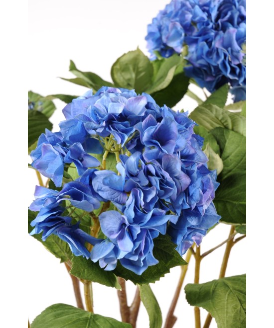 HORNEDŽIA SAVIPOTTI (netokampaania hind)