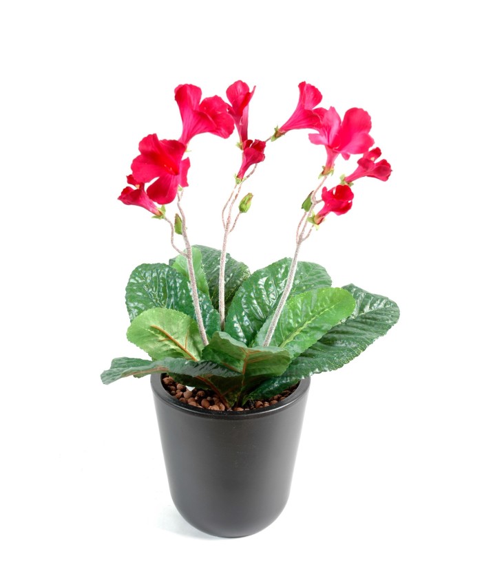 STREPTOCARPUS (Net promotional price)