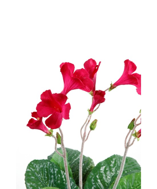 STREPTOCARPUS (Net promotional price)
