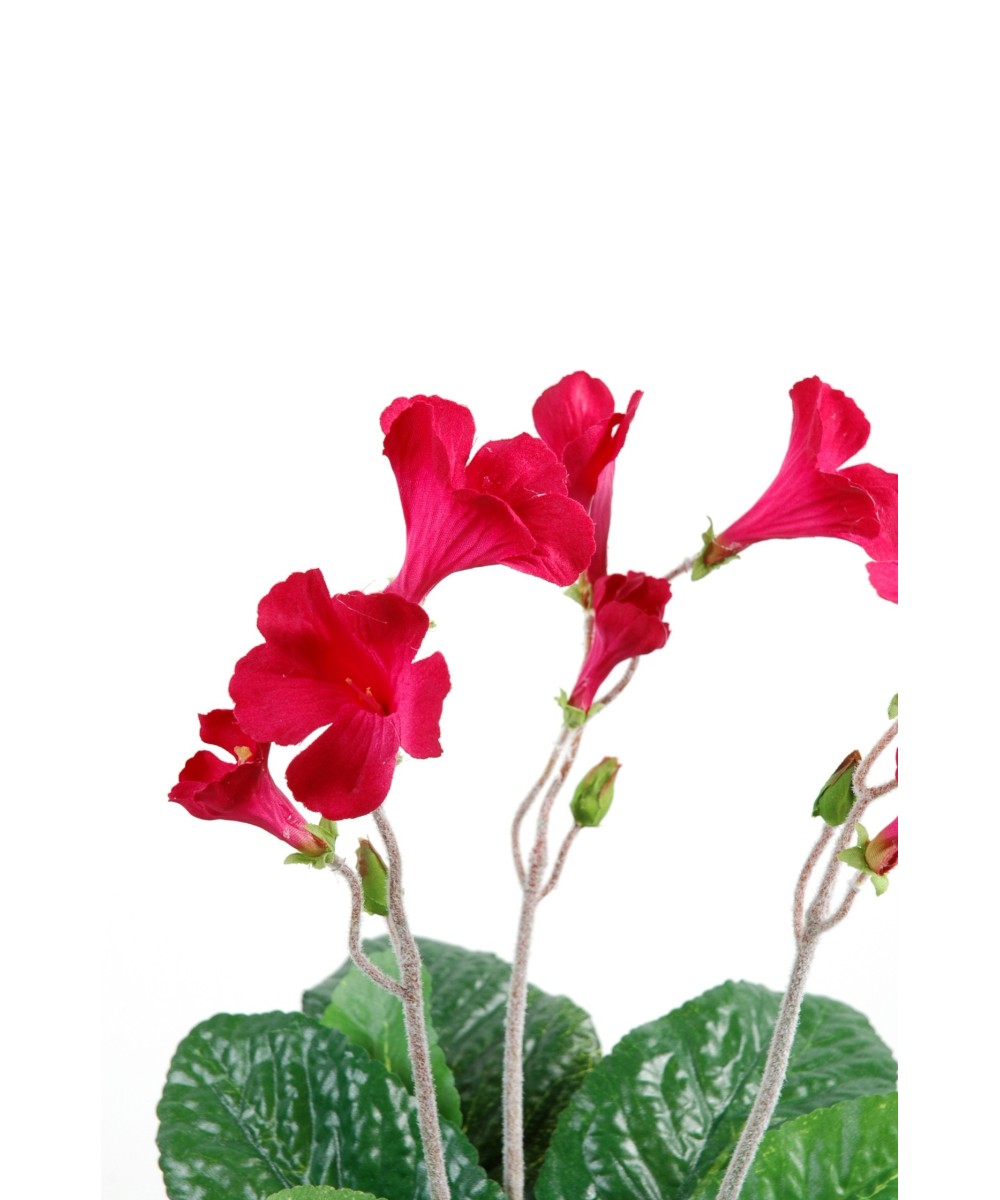 STREPTOCARPUS (Kampaania netohind)