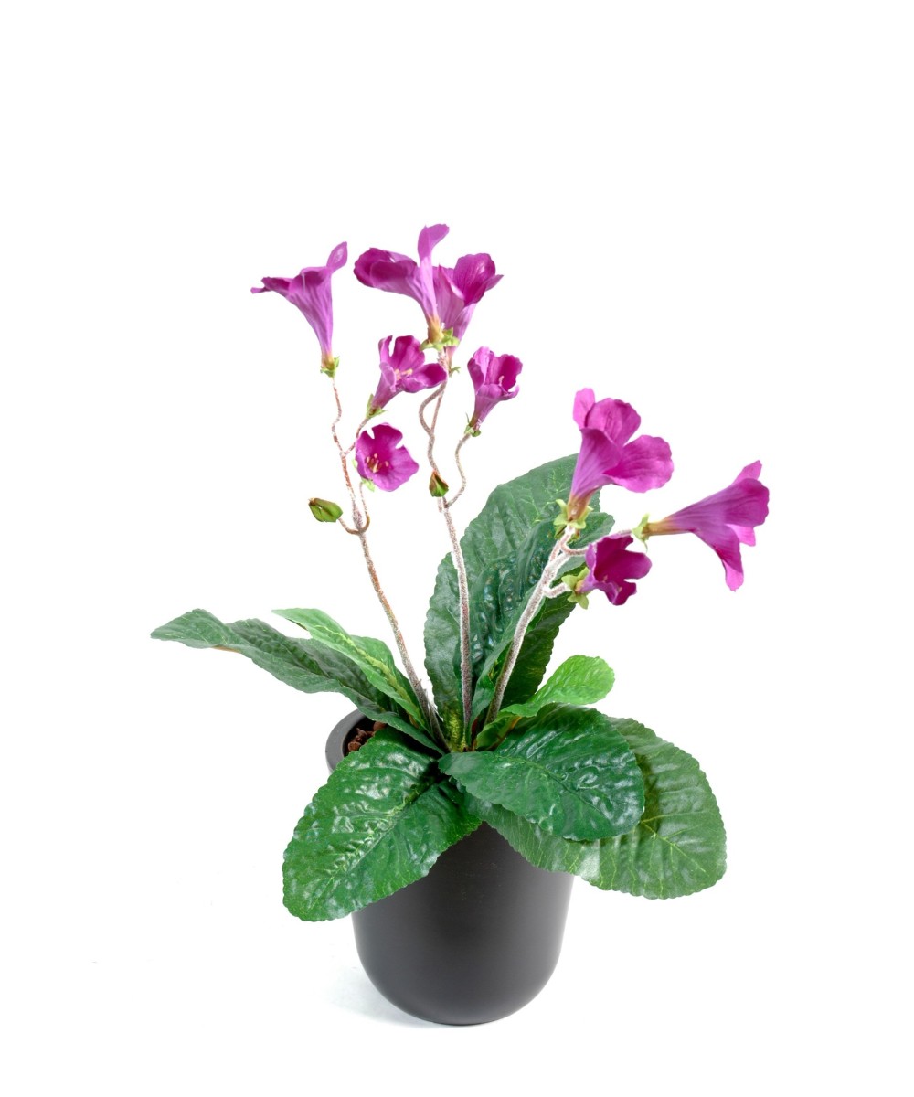 STREPTOCARPUS (Net promotional price)