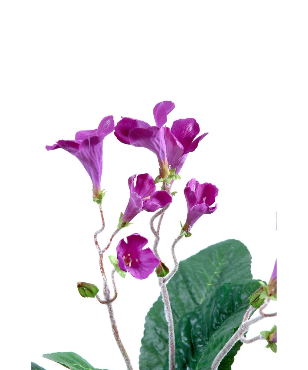 STREPTOCARPUS (Kampaania netohind)