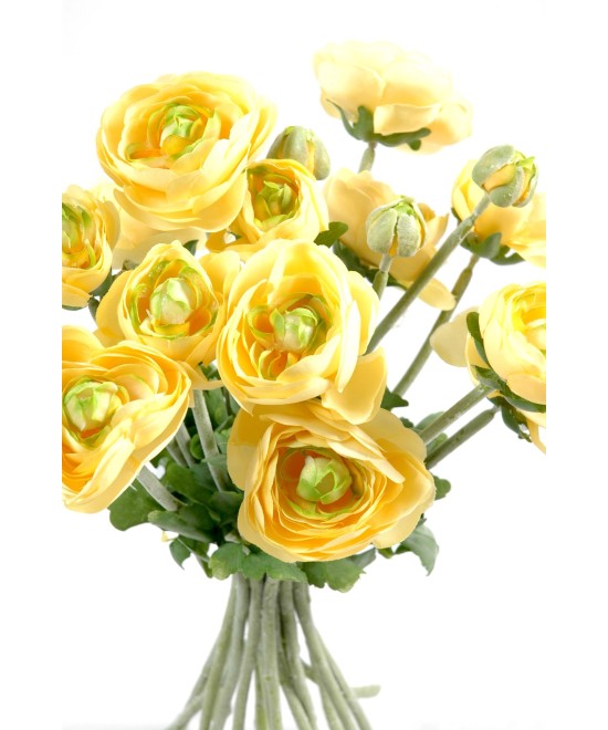 KIMP RANUNCULUS (Tulikas) (Soodushind)