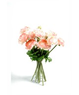 KIMP RANUNCULUS (Tulikas) (Soodushind)