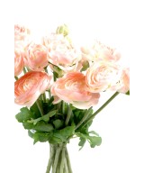 KIMP RANUNCULUS (Tulikas) (Soodushind)