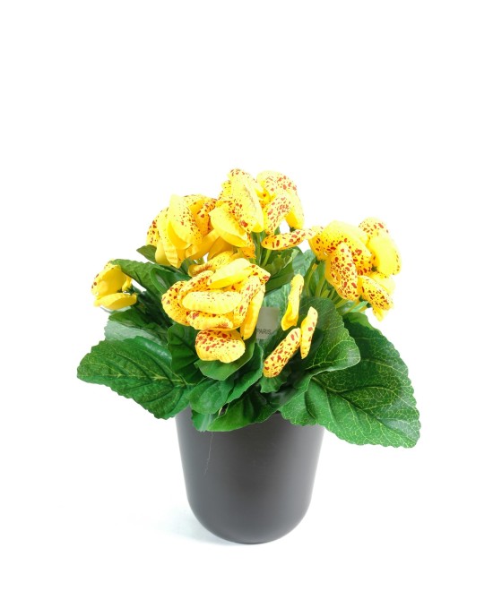 CALCEOLARIA (Net promotional price)