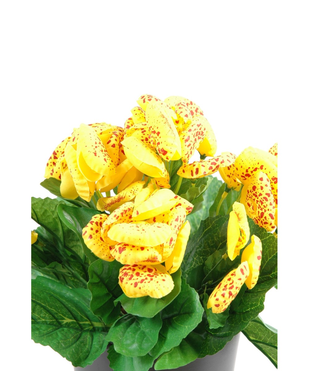 CALCEOLARIA (Kampaania netohind)