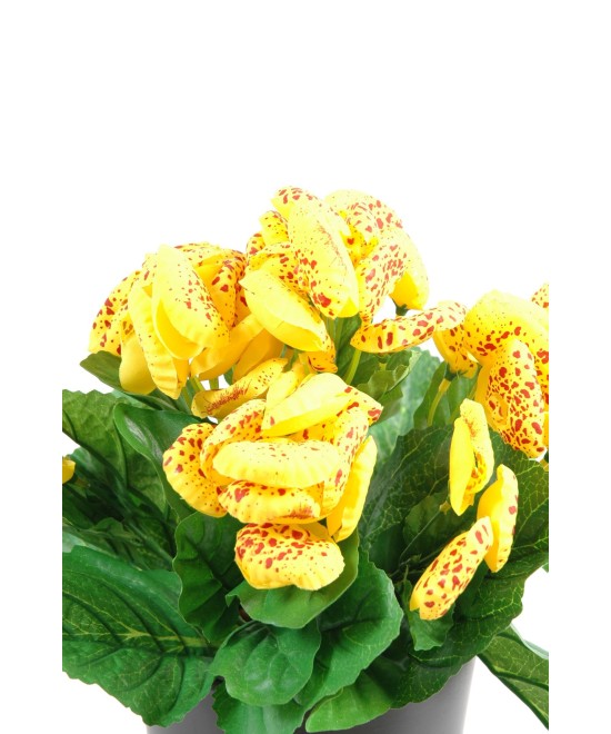 CALCEOLARIA (Net promotional price)
