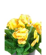 CALCEOLARIA (Kampaania netohind)