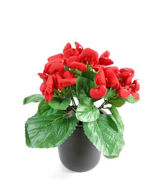 CALCEOLARIA (Kampaania netohind)