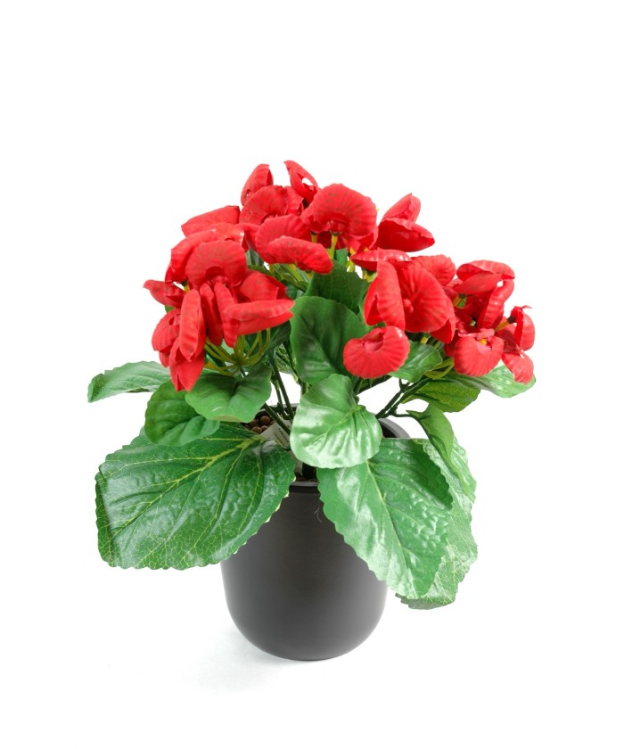 CALCEOLARIA (Net promotional price)