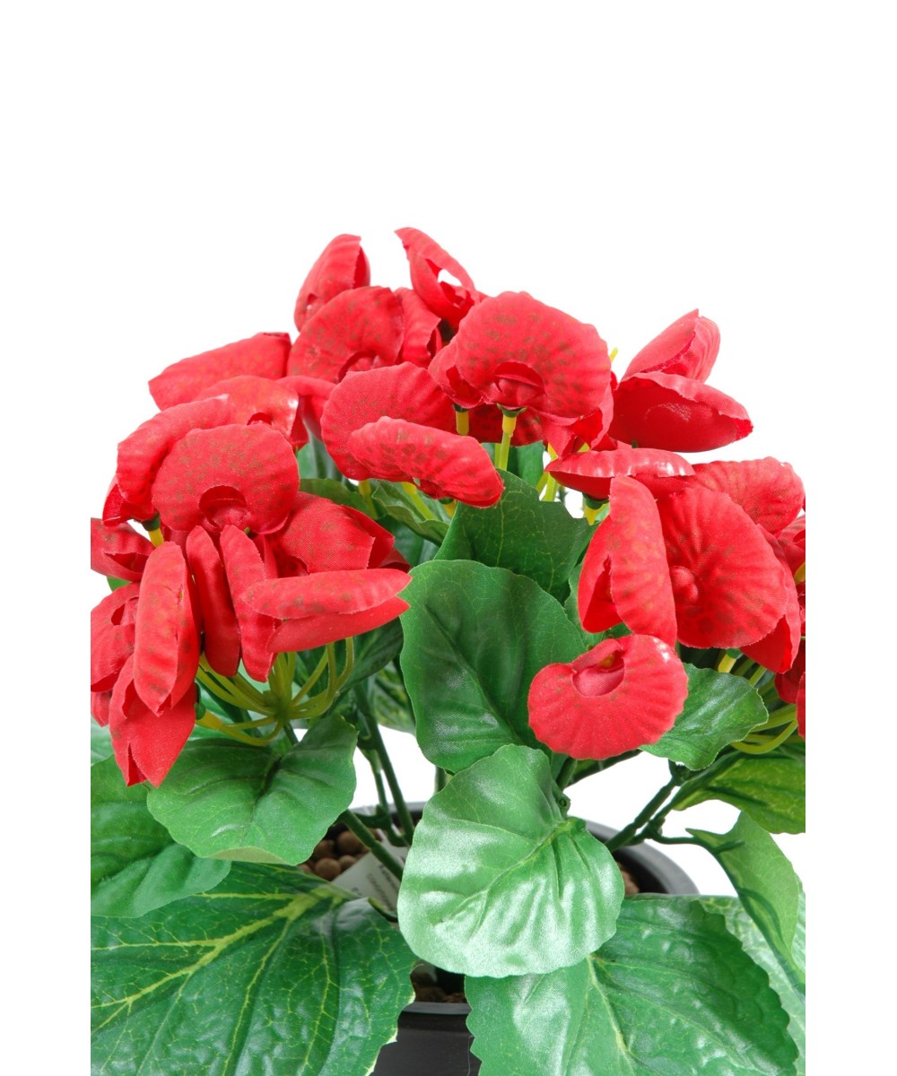CALCEOLARIA (Kampaania netohind)