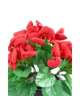 CALCEOLARIA (Net promotional price)