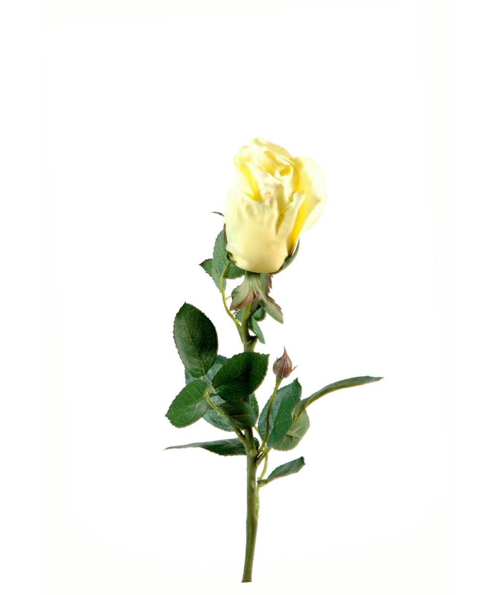 ROSE JOEY OPEN BUD (Net promotional price)
