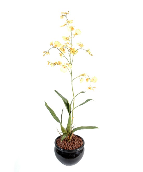 Kunstontsiidium hiiglaslik