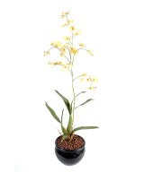 Kunstontsiidium hiiglaslik