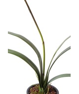 Kunstlik tsümbiidium
