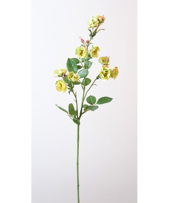 ROSE (WILD) *11 (Net promotional price)