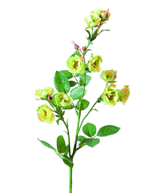 ROSE (WILD) *11 (Net promotional price)