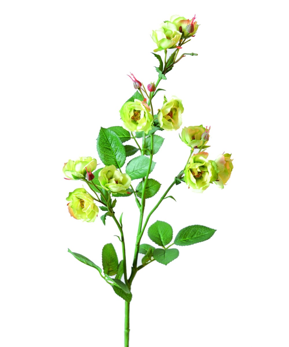 ROSE (WILD) *11 (Net promotional price)