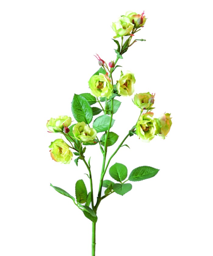 ROOS (METSIK) *11 (Kampaania netohind)