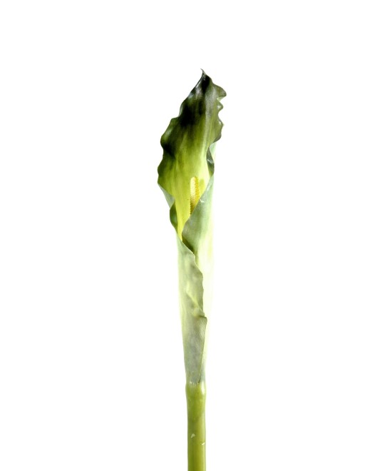 Artificial calla XL (ARUM)