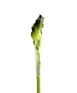 Kunstlik kalla XL (ARUM)