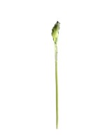 Kunstlik kalla XL (ARUM)