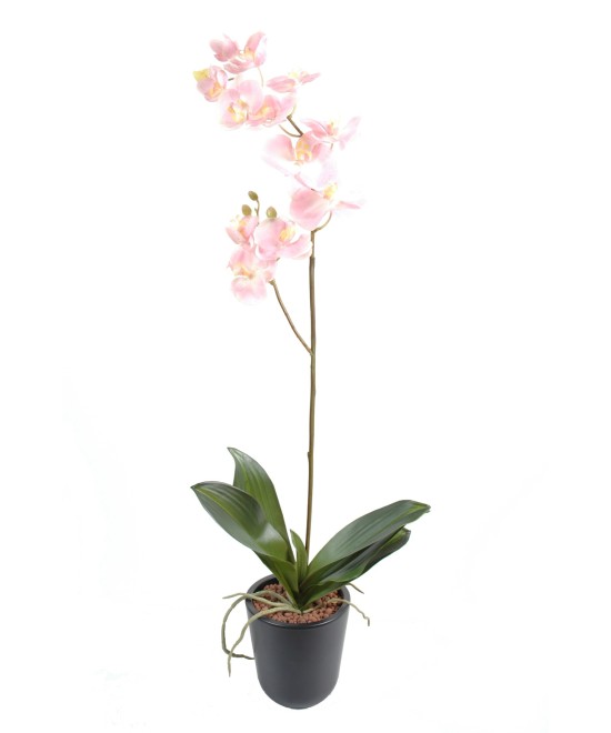 PHALAENOPSIS ORCHID L*12 (Kampaania netohind)