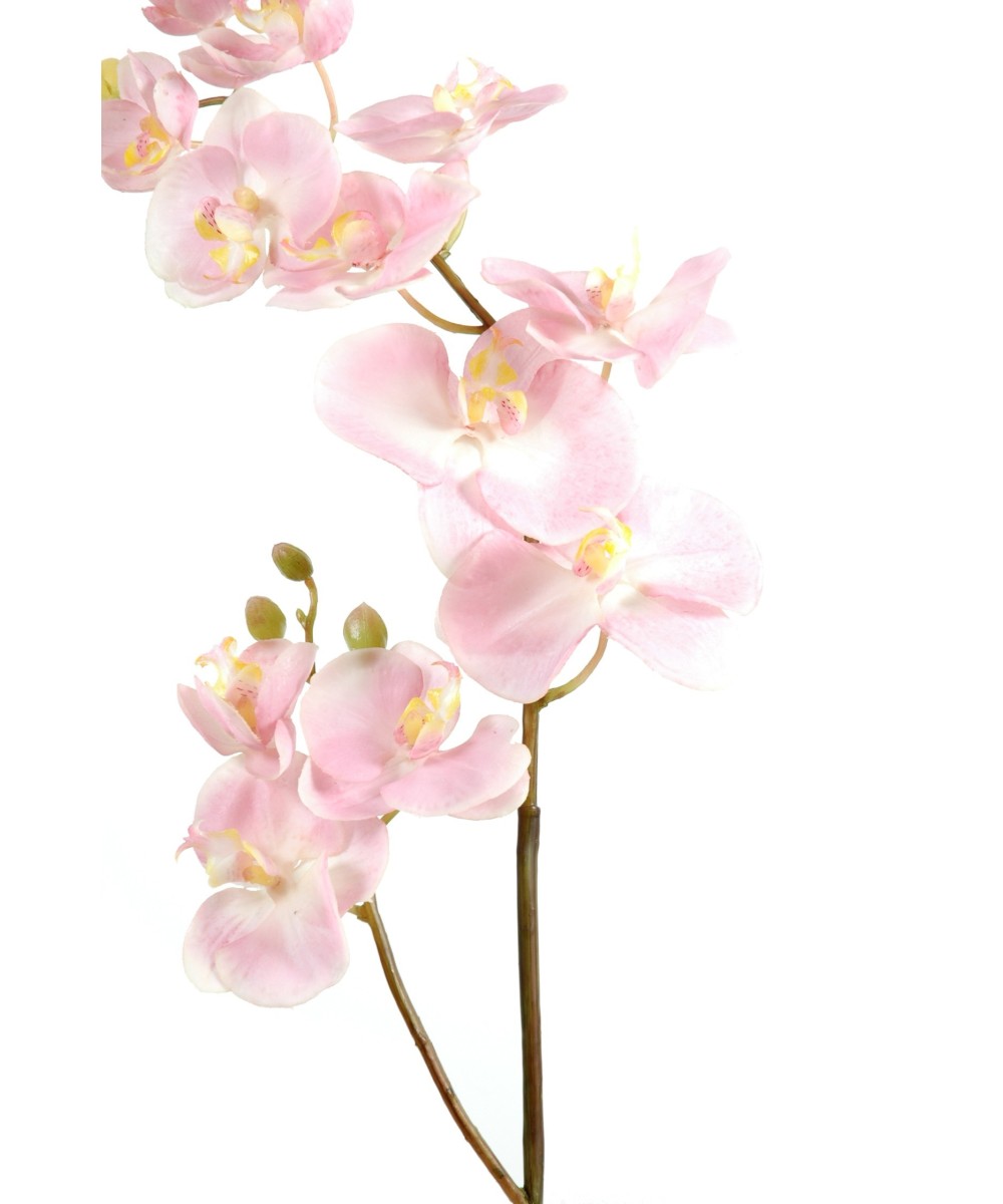PHALAENOPSIS ORCHID L*12 (Net promotional price)
