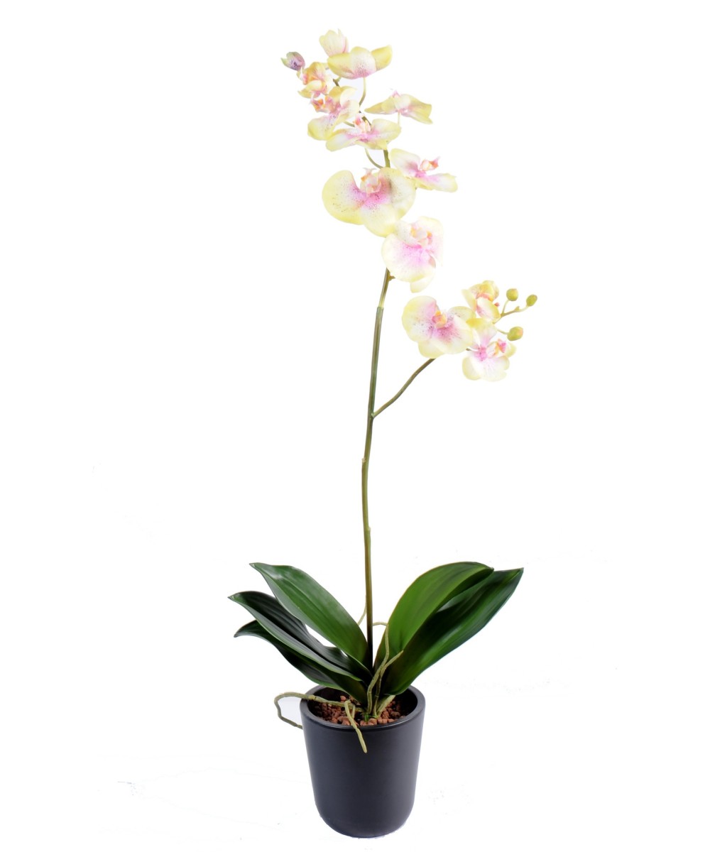 PHALAENOPSIS ORCHID L*12 (Soodushind neto)