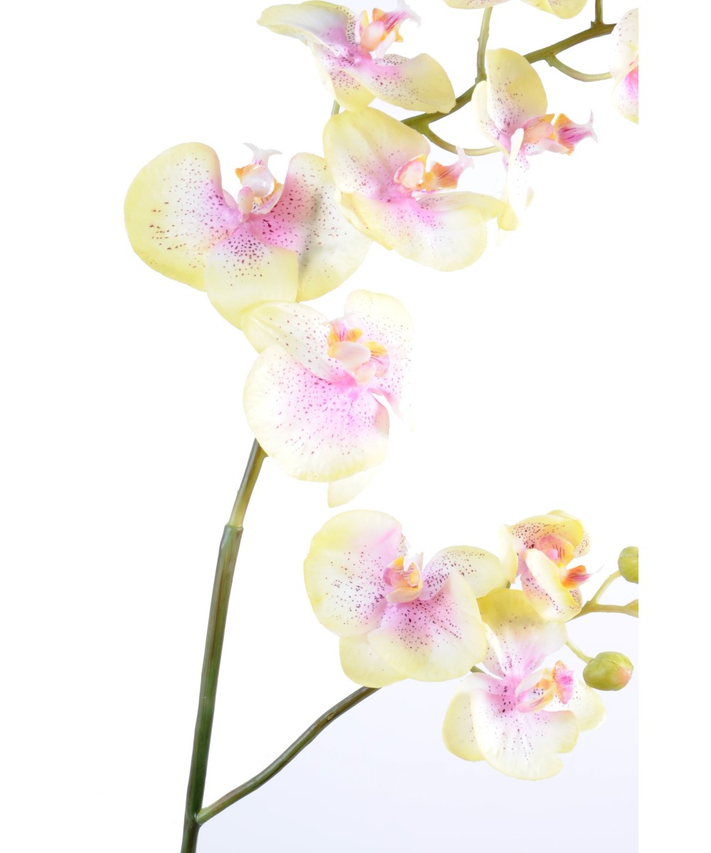 PHALAENOPSIS ORCHID L*12 (Soodushind neto)