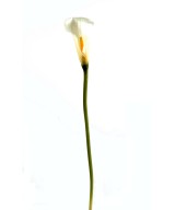 Artificial Calla LILY