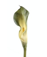 Artificial Calla LILY