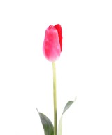Kunstlik tulp