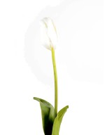 Artificial tulip